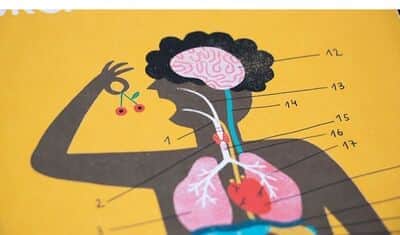 לימוד גוף האדם Learn & Fun inside me | londji